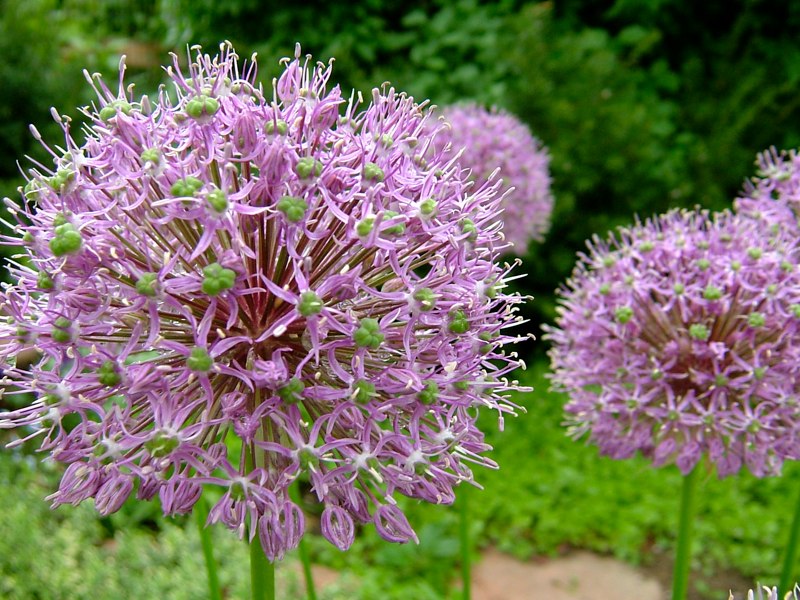 alliums - JT-Arts .... designs in wood